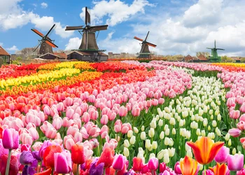 Flusskreuzfahrt Holland zur Tulpenblüte
