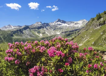 Berglar-Kirbe auf dem Fellhorn